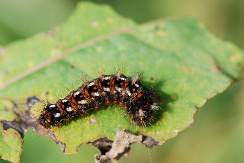 un bruco del piemonte, da identificare - Acronicta rumicis